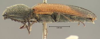 Media type: image;   Entomology 2527 Aspect: habitus lateral view